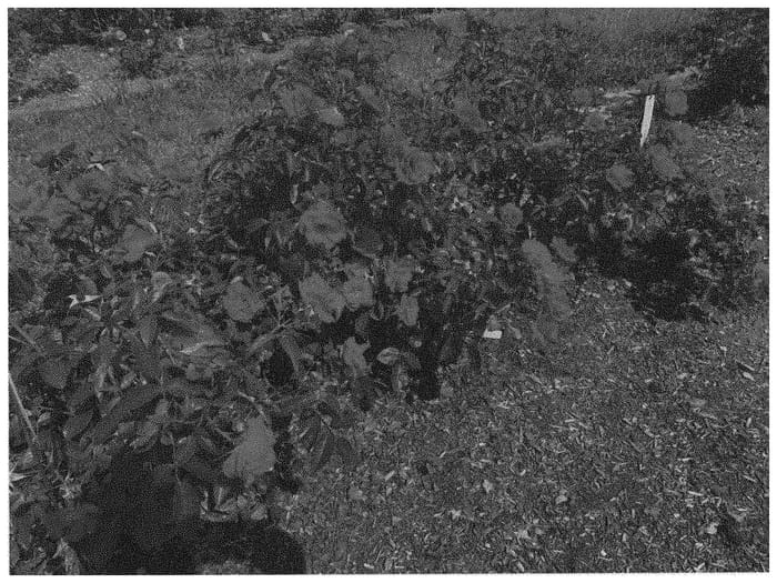 Figure 1 of US plant patent PP34260, the photograph of KORoutofko printed in the patent.