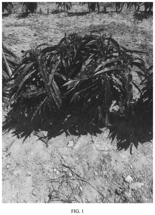 Figure 1 of US plant patent PP34261, the photograph of NCPeach-6 printed in the patent.