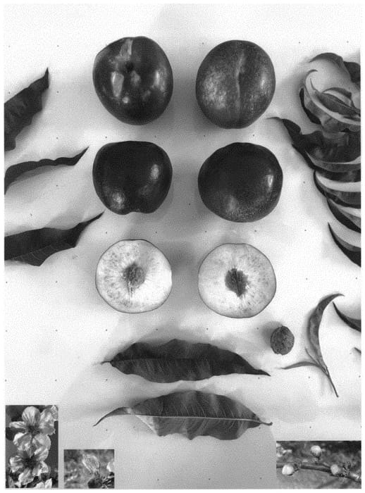 Figure 1 of US plant patent PP34262, the photograph of Pearlicious IV printed in the patent.