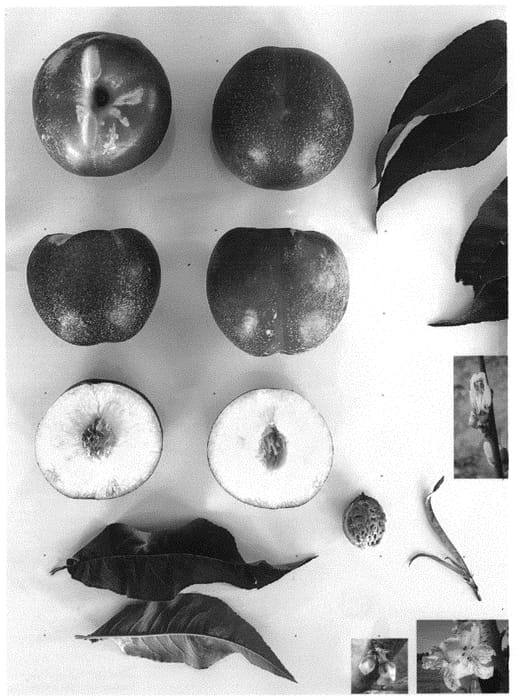 Figure 1 of US plant patent PP34263, the photograph of Royal Pearl printed in the patent.