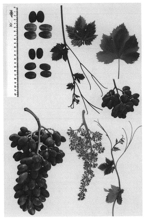 Figure 1 of US plant patent PP34264, the photograph of Sheegene 105 printed in the patent.