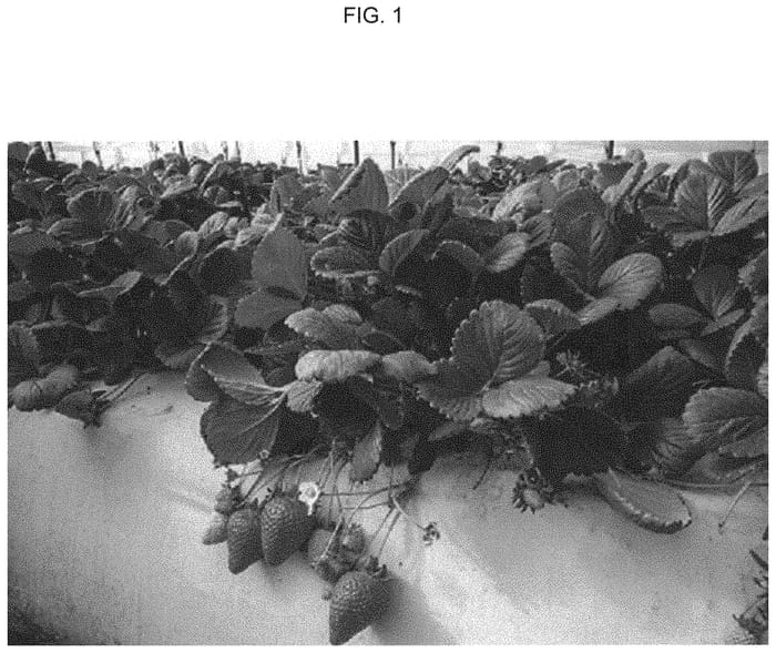 Figure 1 of US plant patent PP34265, the photograph of UCD Mojo printed in the patent.
