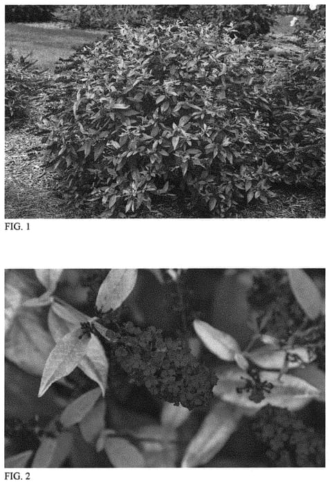 Figure 1 of US plant patent PP34266, the photograph of Gold Drop printed in the patent.