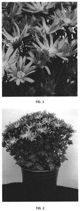 Figure 1 of US plant patent PP34267, the photograph of CIFZ0087 printed in the patent.