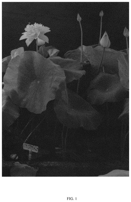 Figure 1 of US plant patent PP34268, the photograph of Nanzhou Xuefeng printed in the patent.