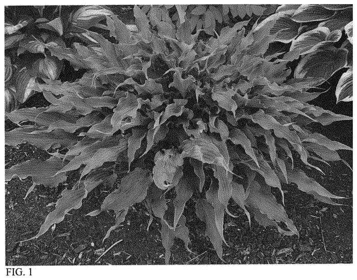 Figure 1 of US plant patent PP34269, the photograph of Wild Imagination printed in the patent.