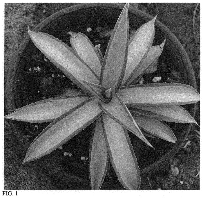 Figure 1 of US plant patent PP34270, the photograph of Frosted Jade printed in the patent.