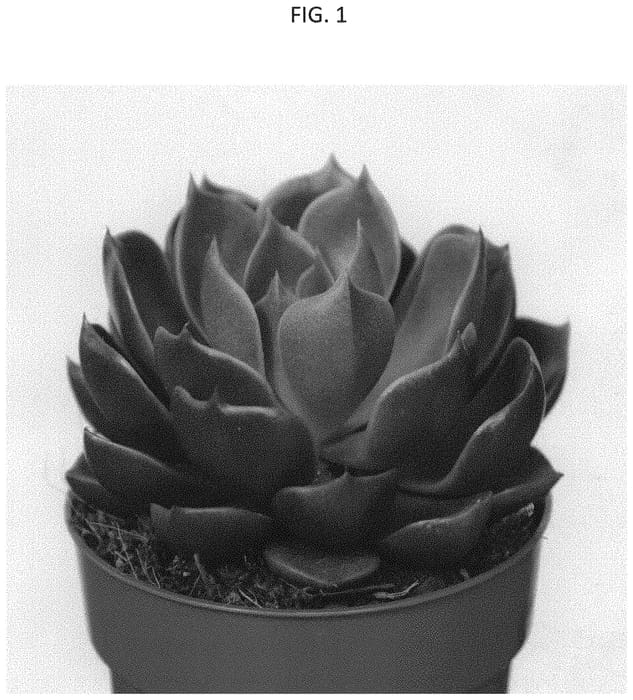 Figure 1 of US plant patent PP34271, the photograph of AMIECH2008 printed in the patent.