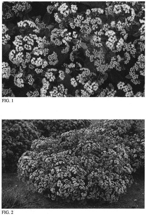 Figure 1 of US plant patent PP34272, the photograph of Night Light printed in the patent.