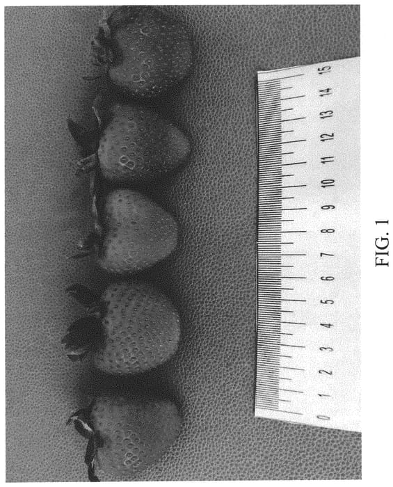 Figure 1 of US plant patent PP34273, the photograph of DrisStrawNinety printed in the patent.