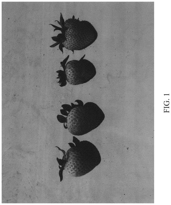 Figure 1 of US plant patent PP34274, the photograph of DrisStrawNinetyTwo printed in the patent.