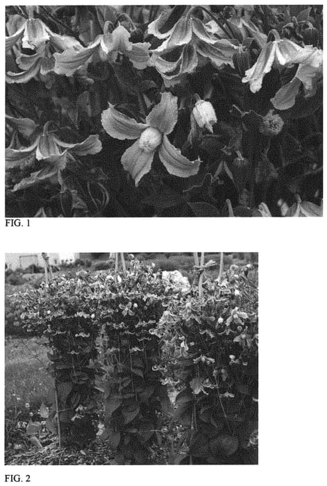 Figure 1 of US plant patent PP34275, the photograph of Stand by Me Lavender printed in the patent.