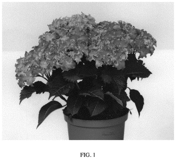 Figure 1 of US plant patent PP34276, the photograph of Hokomabavi printed in the patent.