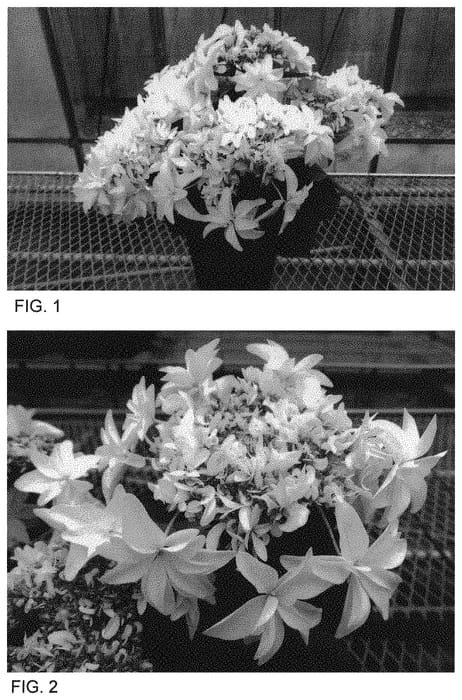 Figure 1 of US plant patent PP34277, the photograph of CMT 010 printed in the patent.
