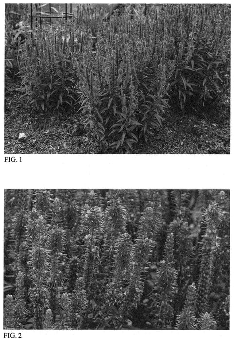 Figure 1 of US plant patent PP34278, the photograph of Purple Leia printed in the patent.