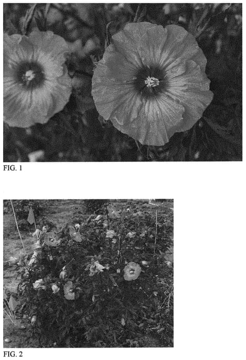 Figure 1 of US plant patent PP34279, the photograph of Inner Glow printed in the patent.