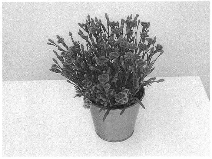 Figure 1 of US plant patent PP34280, the photograph of KLEDG22998 printed in the patent.