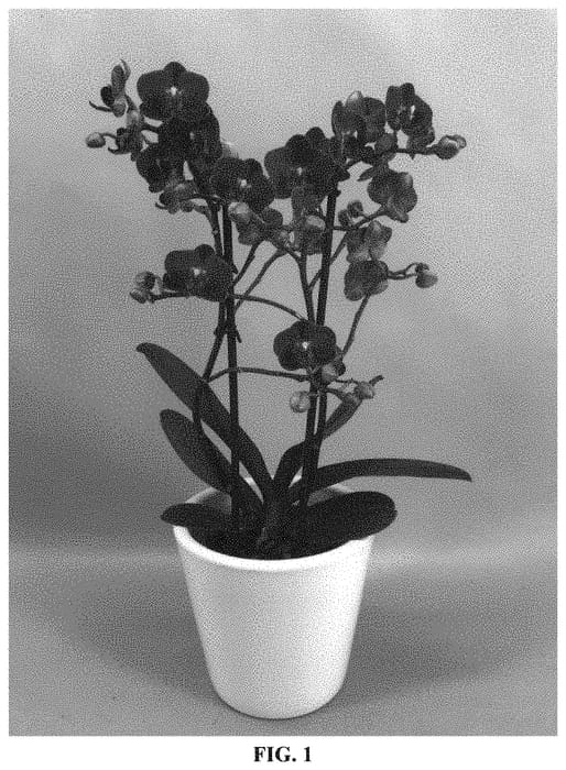 Figure 1 of US plant patent PP34281, the photograph of PHA217131 printed in the patent.