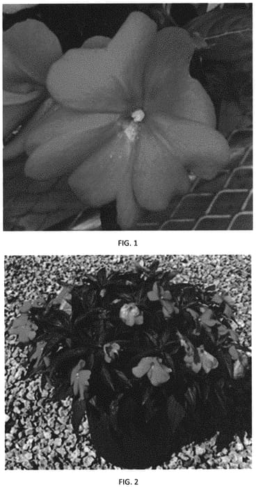 Figure 1 of US plant patent PP34282, the photograph of IMGZ0020 printed in the patent.