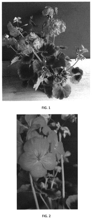 Figure 1 of US plant patent PP34283, the photograph of PECZ0025 printed in the patent.