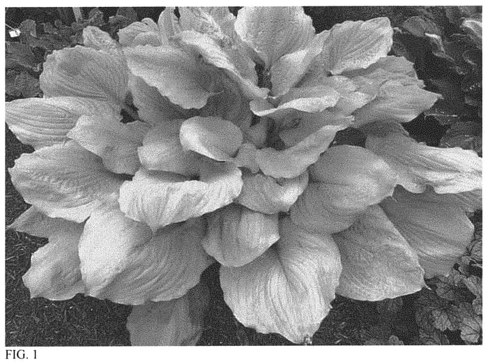 Figure 1 of US plant patent PP34284, the photograph of Seasons in the Sun printed in the patent.
