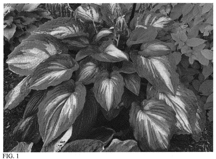 Figure 1 of US plant patent PP34285, the photograph of When I Dream printed in the patent.