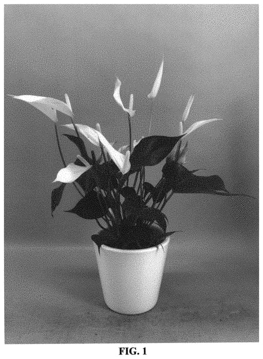 Figure 1 of US plant patent PP34286, the photograph of ANTHHOZIF printed in the patent.