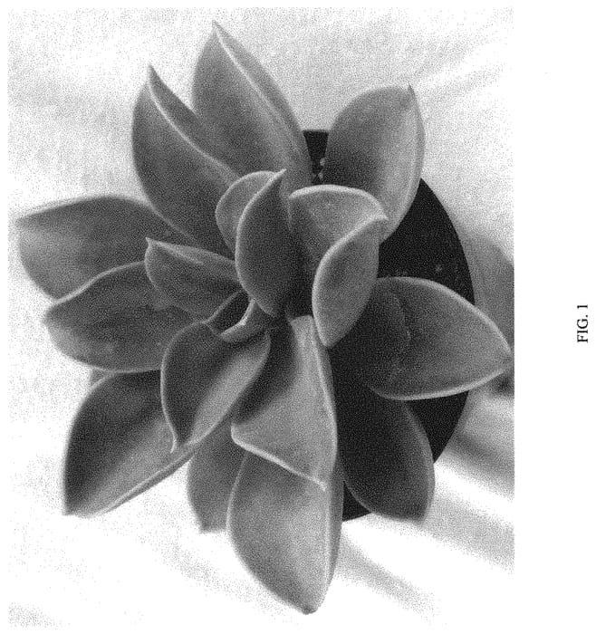 Figure 1 of US plant patent PP34287, the photograph of Fairy Princess printed in the patent.