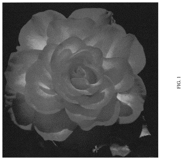 Figure 1 of US plant patent PP34289, the photograph of ALTsister printed in the patent.