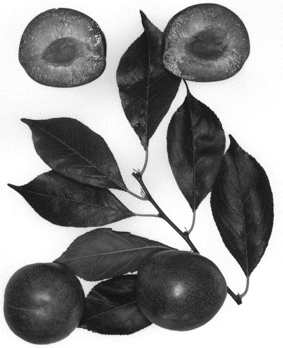 Figure 1 of US plant patent PP34290, the photograph of Flavor Kist printed in the patent.