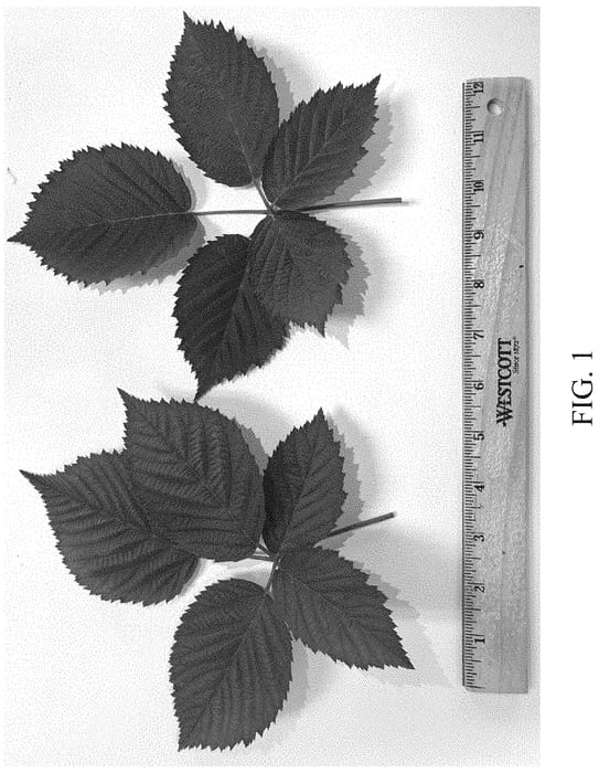 Figure 1 of US plant patent PP34291, the photograph of DrisBlackTwentySeven printed in the patent.