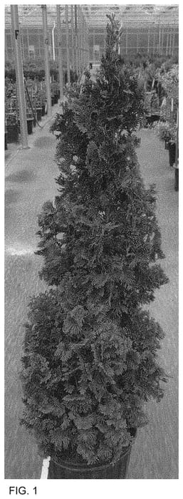 Figure 1 of US plant patent PP34292, the photograph of SMNTOO printed in the patent.