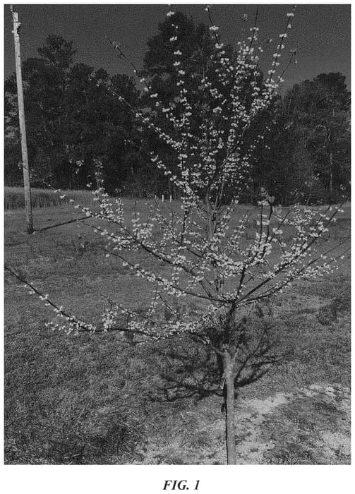 Figure 1 of US plant patent PP34293, the photograph of NC2017-108 printed in the patent.