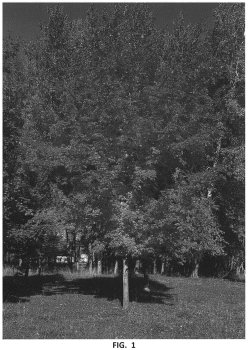 Figure 1 of US plant patent PP34294, the photograph of Gallatin printed in the patent.