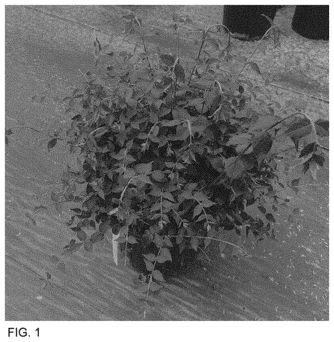 Figure 1 of US plant patent PP34295, the photograph of SMNKADTF printed in the patent.
