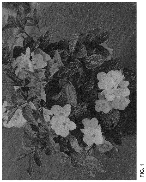 Figure 1 of US plant patent PP34296, the photograph of SMNPVB printed in the patent.