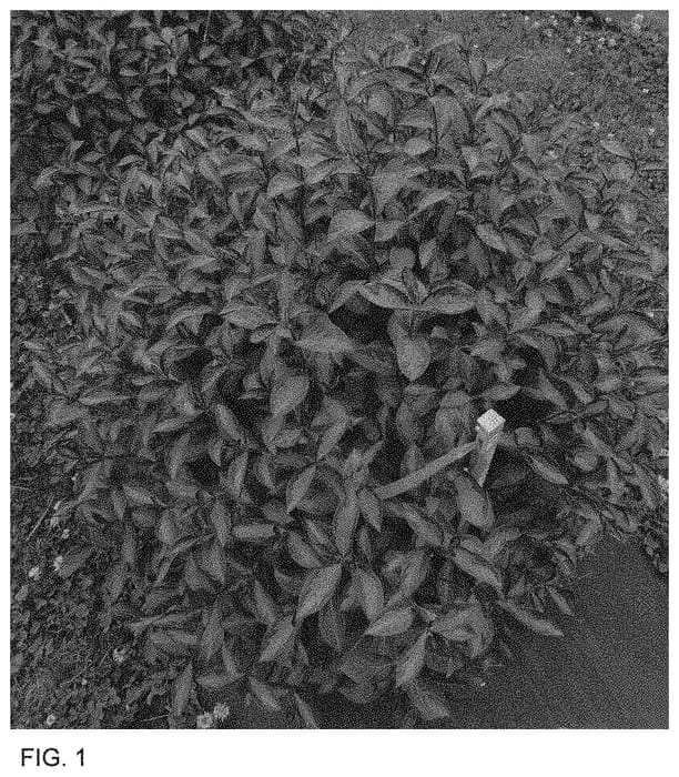 Figure 1 of US plant patent PP34297, the photograph of SMNWFBGV printed in the patent.