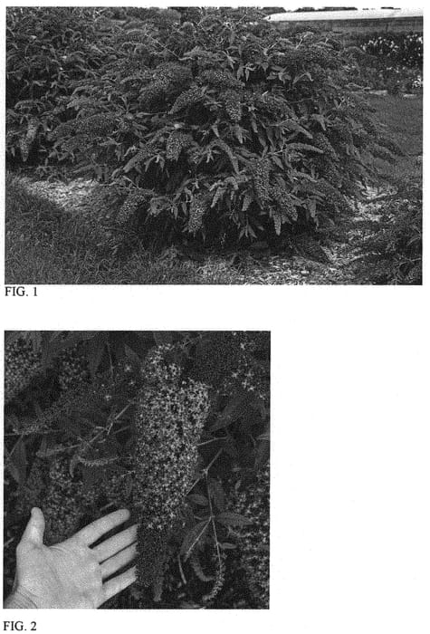 Figure 1 of US plant patent PP34298, the photograph of Violet Cascade printed in the patent.