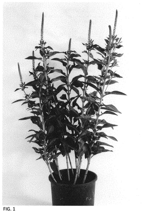 Figure 1 of US plant patent PP34299, the photograph of Allvjewel printed in the patent.