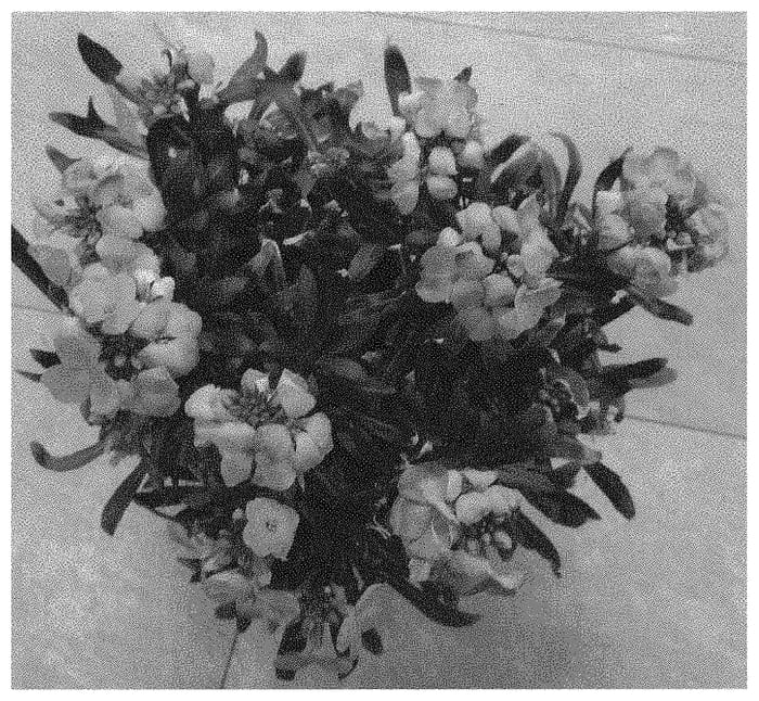 Figure 1 of US plant patent PP34300, the photograph of Doerywaberlem printed in the patent.