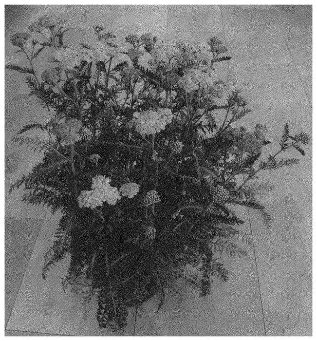 Figure 1 of US plant patent PP34302, the photograph of Bosachskybripi printed in the patent.
