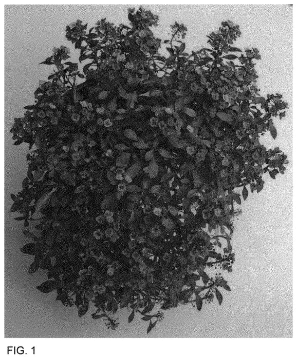 Figure 1 of US plant patent PP34303, the photograph of INLBUVIOKN printed in the patent.