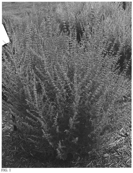 Figure 1 of US plant patent PP34304, the photograph of Prime Time printed in the patent.