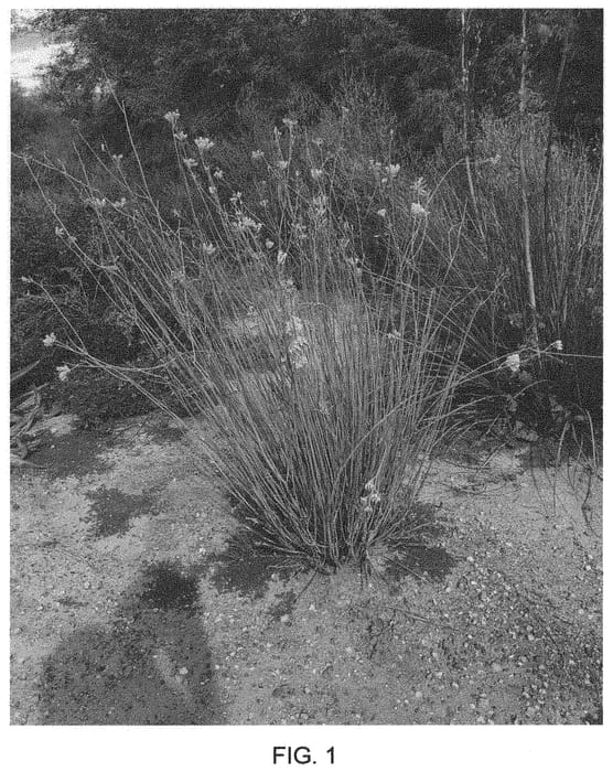 Figure 1 of US plant patent PP34305, the photograph of Butterfly Magic printed in the patent.