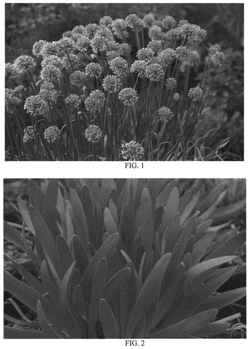 Figure 1 of US plant patent PP34306, the photograph of Big Beauty printed in the patent.