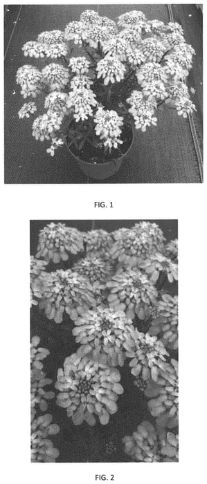 Figure 1 of US plant patent PP34308, the photograph of IBSZ0007 printed in the patent.