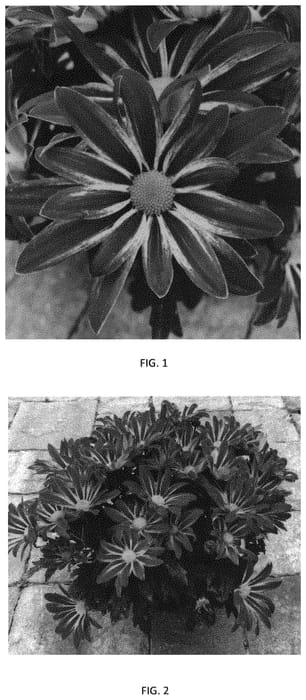 Figure 1 of US plant patent PP34309, the photograph of CIDZ0109 printed in the patent.