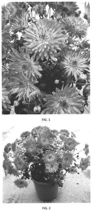 Figure 1 of US plant patent PP34310, the photograph of CIFZ0085 printed in the patent.