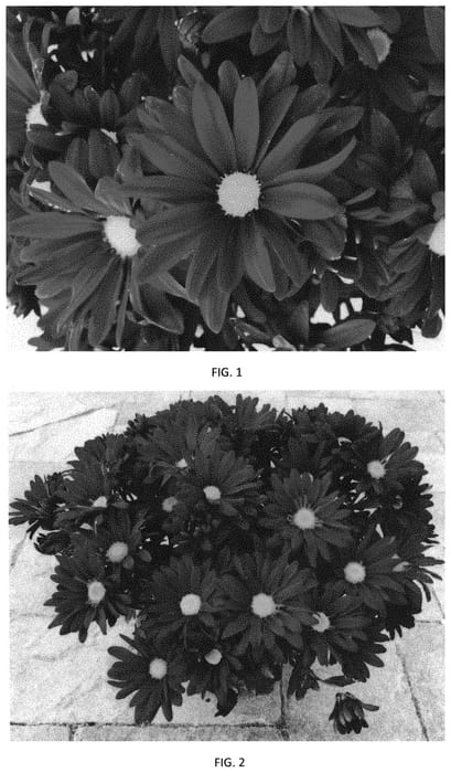 Figure 1 of US plant patent PP34311, the photograph of CIDZ0111 printed in the patent.