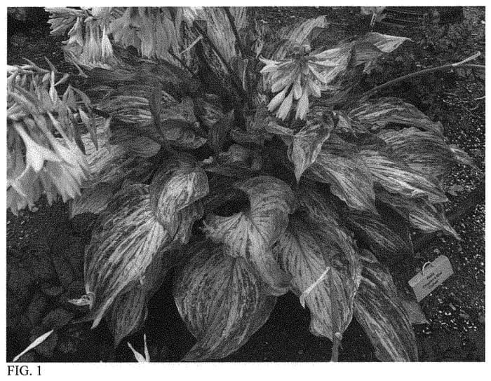 Figure 1 of US plant patent PP34312, the photograph of Emperor's New Clothes printed in the patent.
